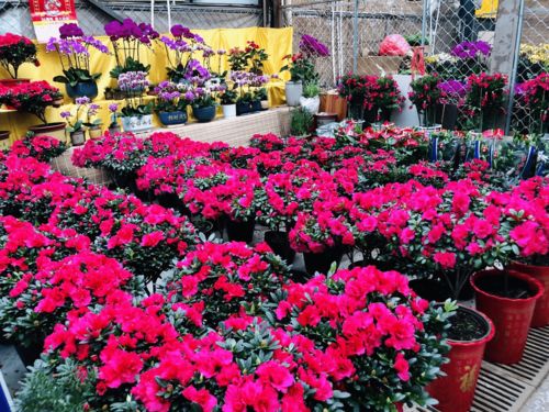 濰有年味，花卉市場購銷兩旺