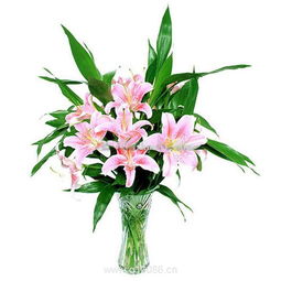 百合情深 柯劍飛特色鮮花機械設(shè)備引領(lǐng)花卉產(chǎn)業(yè)革新